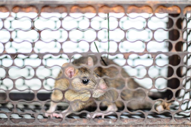 PRO mouse trapped in a cage shutterstock 200077295 e1483464520545